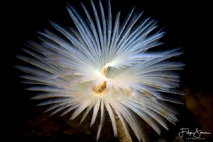 Peacock worm (Sabella pavonina), Zeeland, The Netherlands. by Filip Staes 